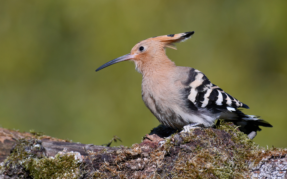 Eurasian hoopoe (Upupa epops)